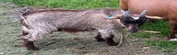 Goats livestock for sale: Castrated male  - Advert 2
