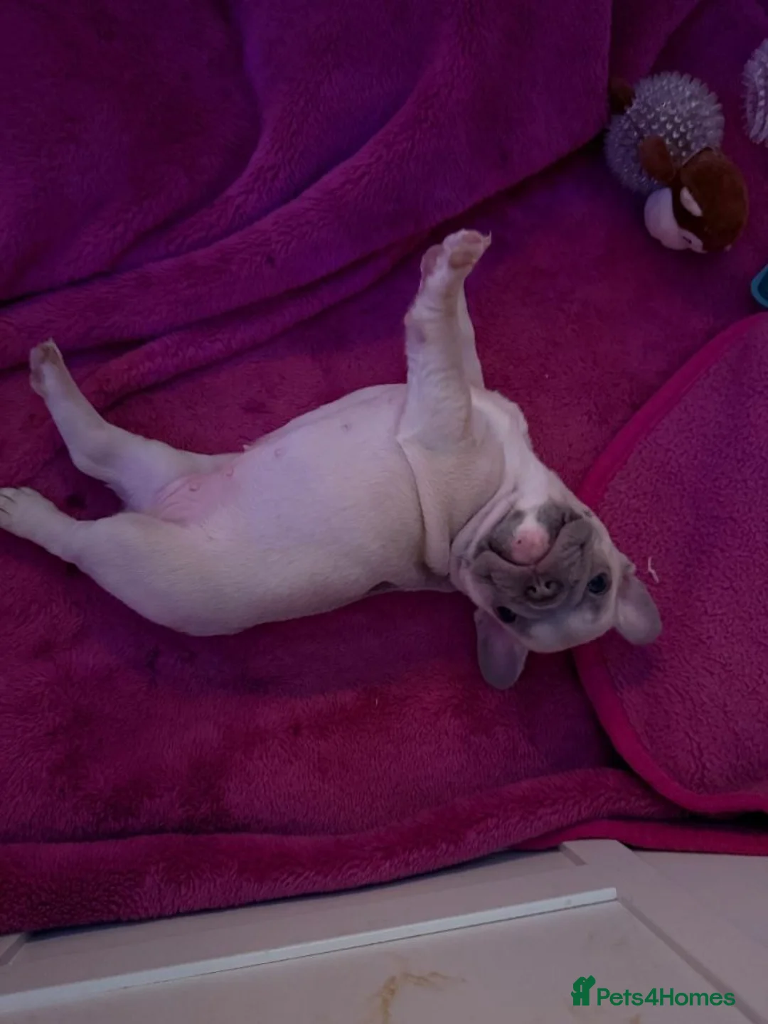 French Bulldog dogs for sale: Beautiful French Bulldog Puppies – 3 Girls & 1 Boy in Hull - Advert 12
