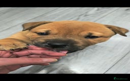 Mixed Breed dogs for sale: Chaffy puppies Chow x Staffy - Advert 18