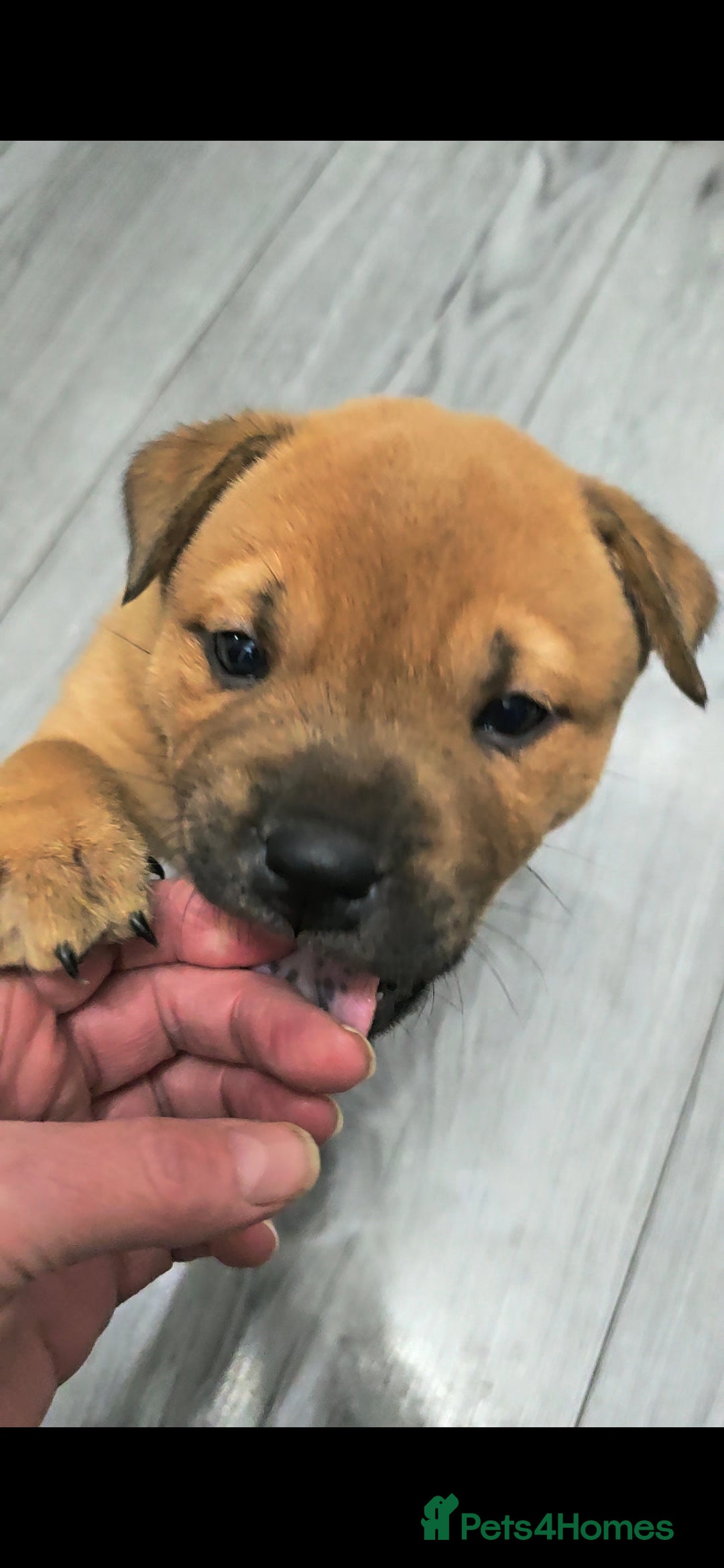 Mixed Breed dogs for sale: Chaffy puppies Chow x Staffy - Advert 18