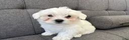 Maltese dogs for sale: Mini Maltese puppies for sale in Westgate-on-Sea - Advert 9