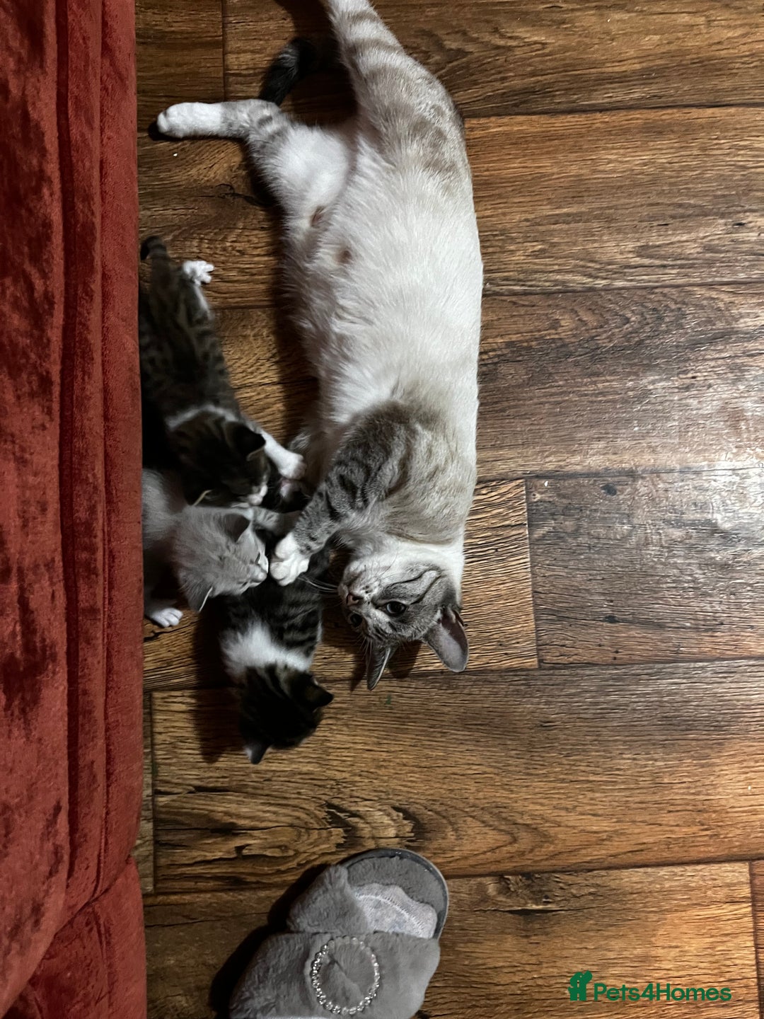 Mixed Breed cats for sale: Kittens for sale - Image 6