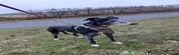 Lurcher dogs for adoption: 🖤 JET – A Gentleman Lurcher for a Forever Sofa 🖤 in Worksop - Advert 1
