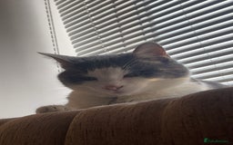 Domestic Shorthair cats for sale: Gorgeous boy for rehoming - Image 4