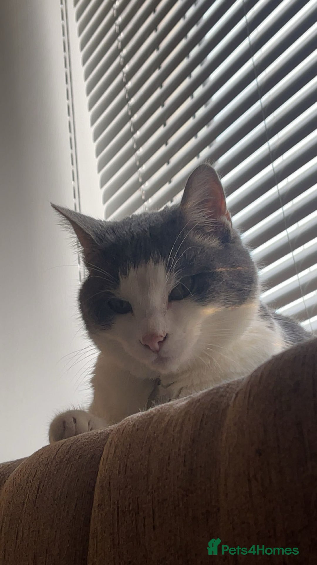 Domestic Shorthair cats for sale: Gorgeous boy for rehoming - Image 4