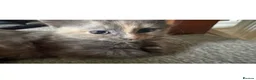 Mixed Breed cats for sale: Beautiful mixed grey kittens - Advert 7