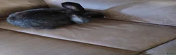 Mixed Breed rabbits for sale: mixed rabbits - Advert 5