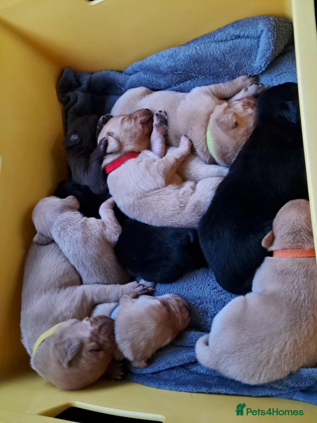 Labrador Retriever dogs for sale: Labrador Puppies - Advert 15