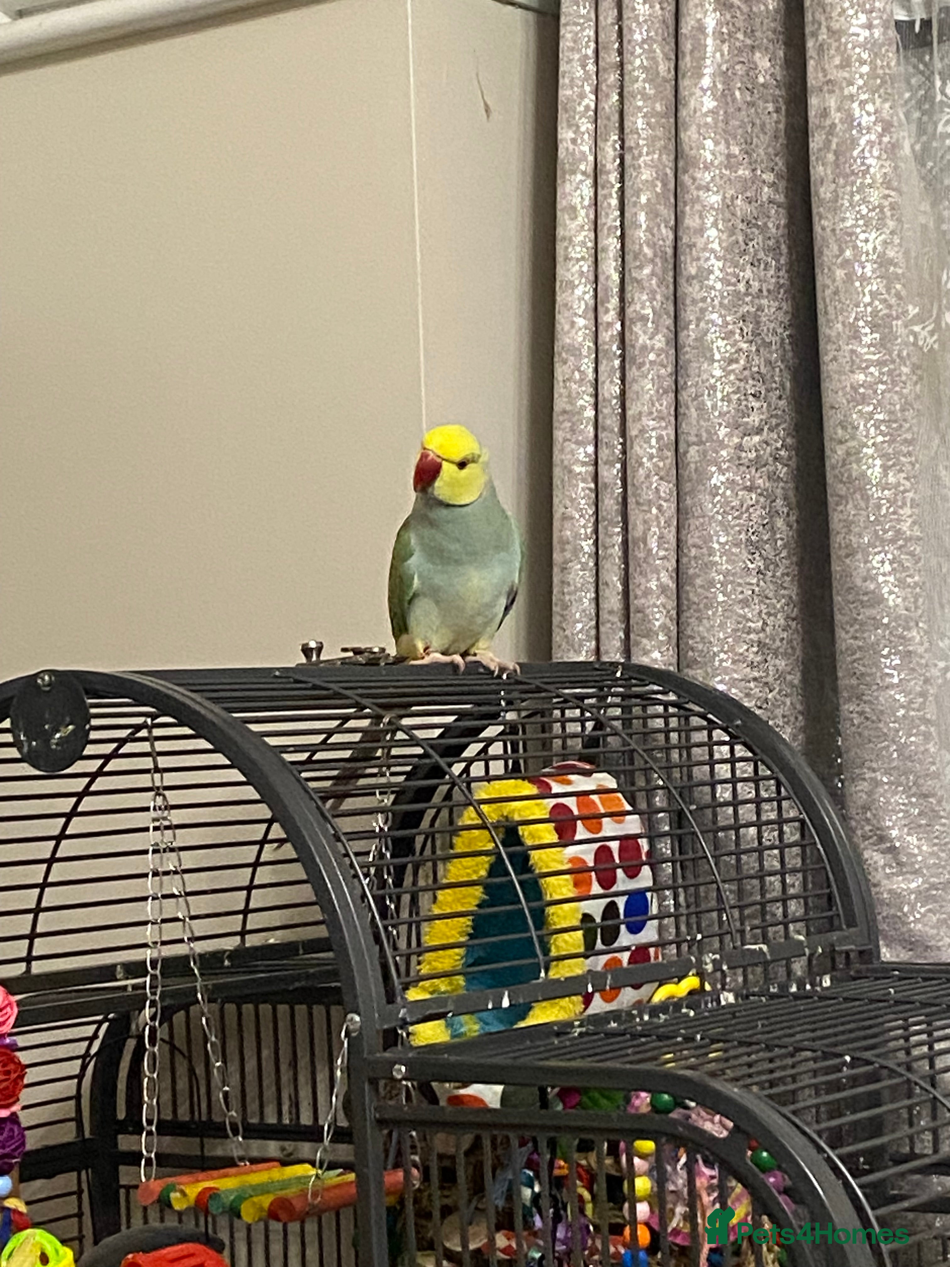 Parrots birds Indian ring necks  - Advert 1