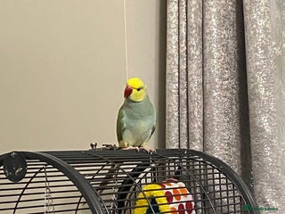 Parrots birds Indian ring necks - Advert 7