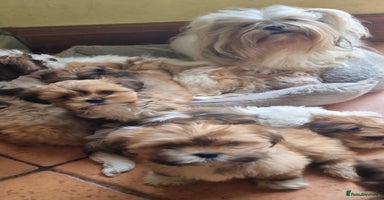Lhasa Apso dogs - Advert 9