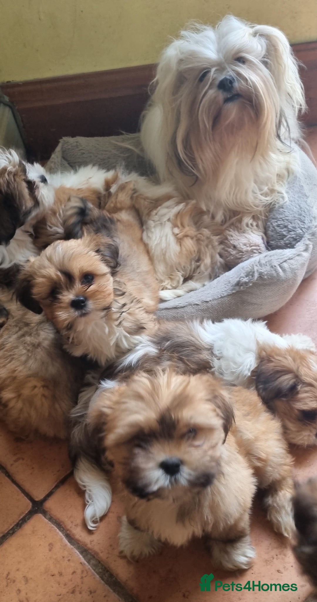 Lhasa Apso dogs for sale: KC Registered lhasa Apso puppies - Image 2