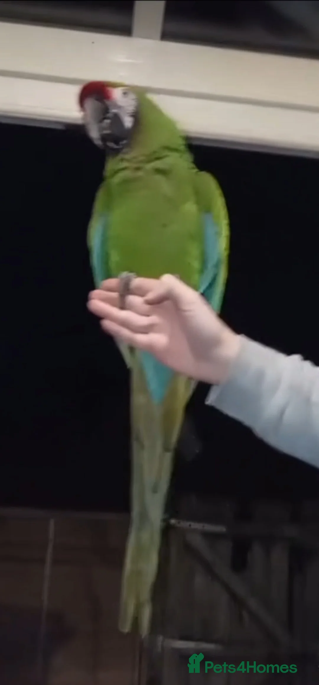 Budgerigars birds for sale: Tame Military Macaw - Advert 2