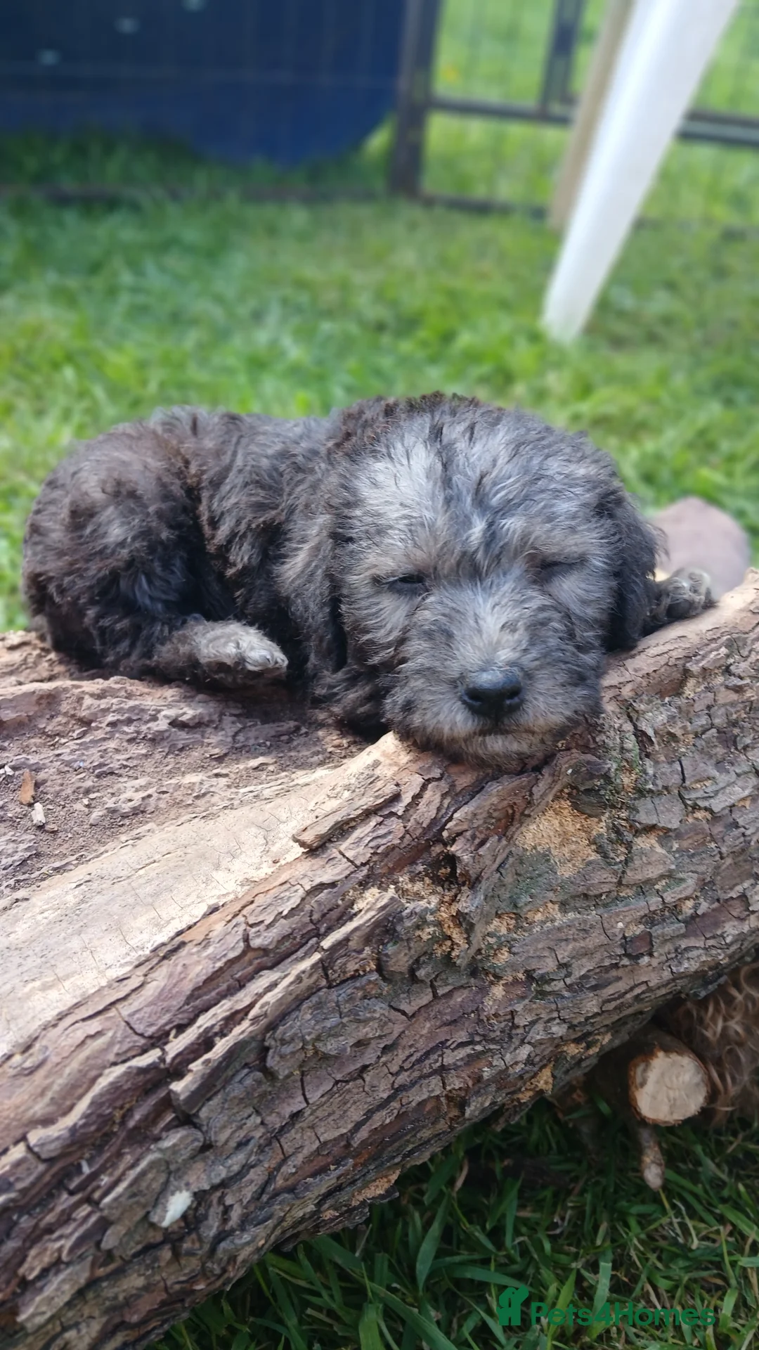 Bedlington Terrier dogs for sale: Bedlington terrier puppy's  in Cardiff - Advert 4