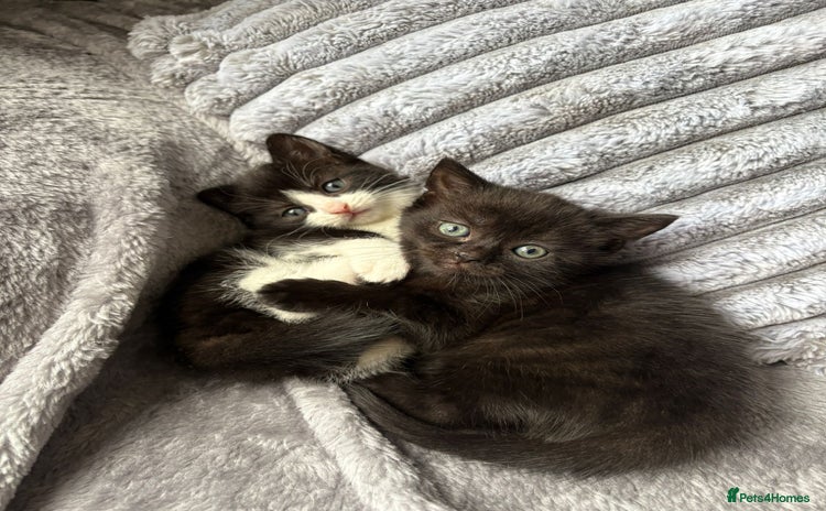 Domestic Shorthair cats - Advert 1