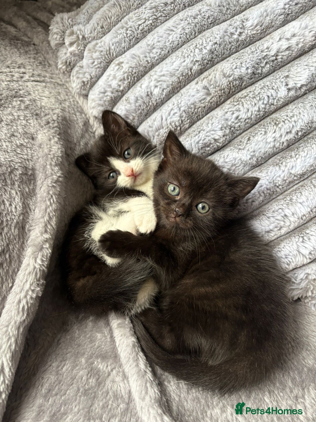 Domestic Shorthair cats for sale: 2 kittens for sale  - Image 1