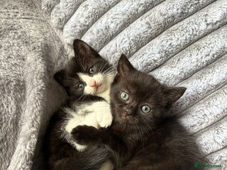 Domestic Shorthair cats - Advert 13