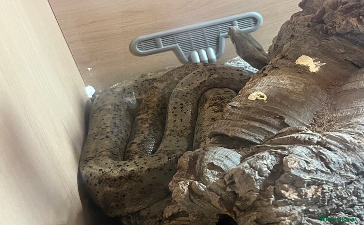 Boa Snake reptiles - Advert 1