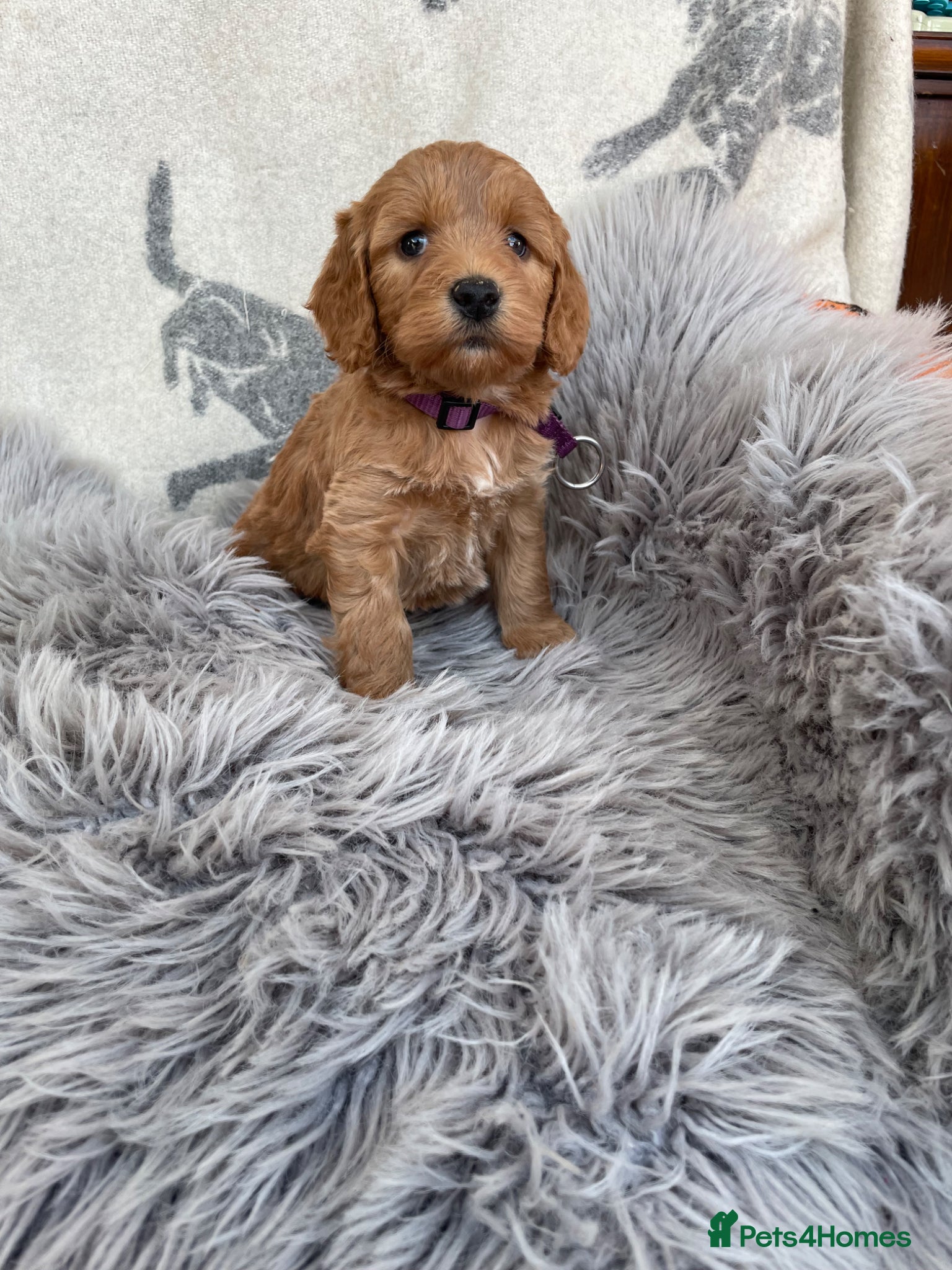 Cockapoo dogs F1 Cockapoo  - Advert 1