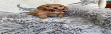 Cockapoo Puppy 4