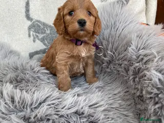 Cockapoo dogs F1 Cockapoo - Advert 1