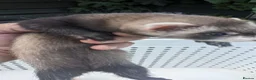 Ferret rodents for sale: Half micro and std ferrets  - Advert 3