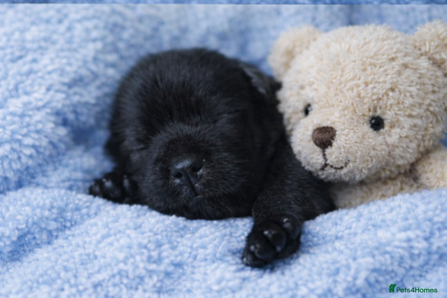 Cockapoo dogs F1BB Cockapoo Puppies Blue Merle, Apricot & Black - Advert 2