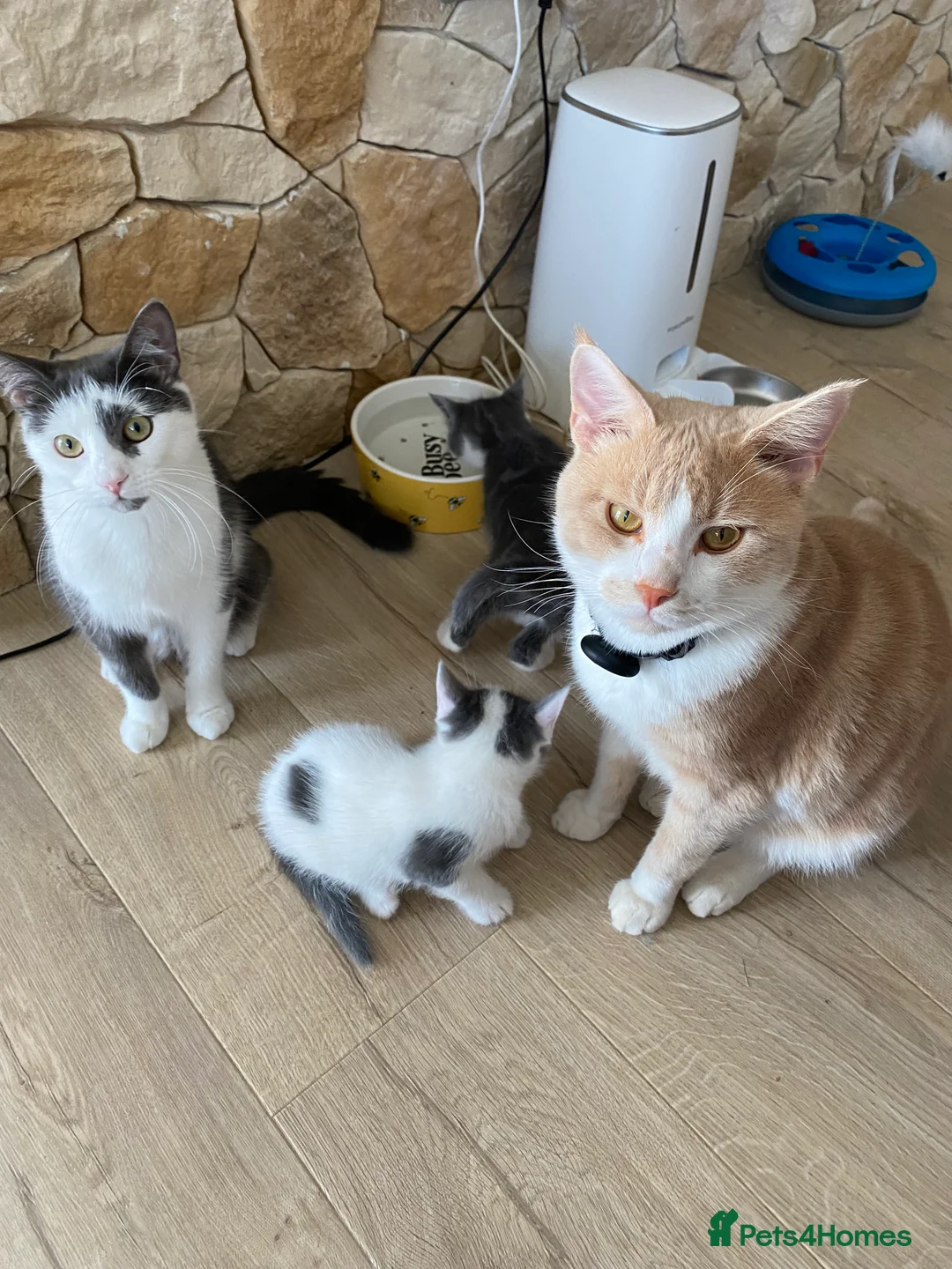 Mixed Breed cats for sale: 4 kittens for sale- all boys - Advert 2