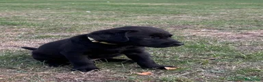 Labrador Retriever 2