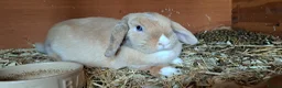 Mini Lop rabbits for sale: Adorable mini lop baby bunnies - Advert 15