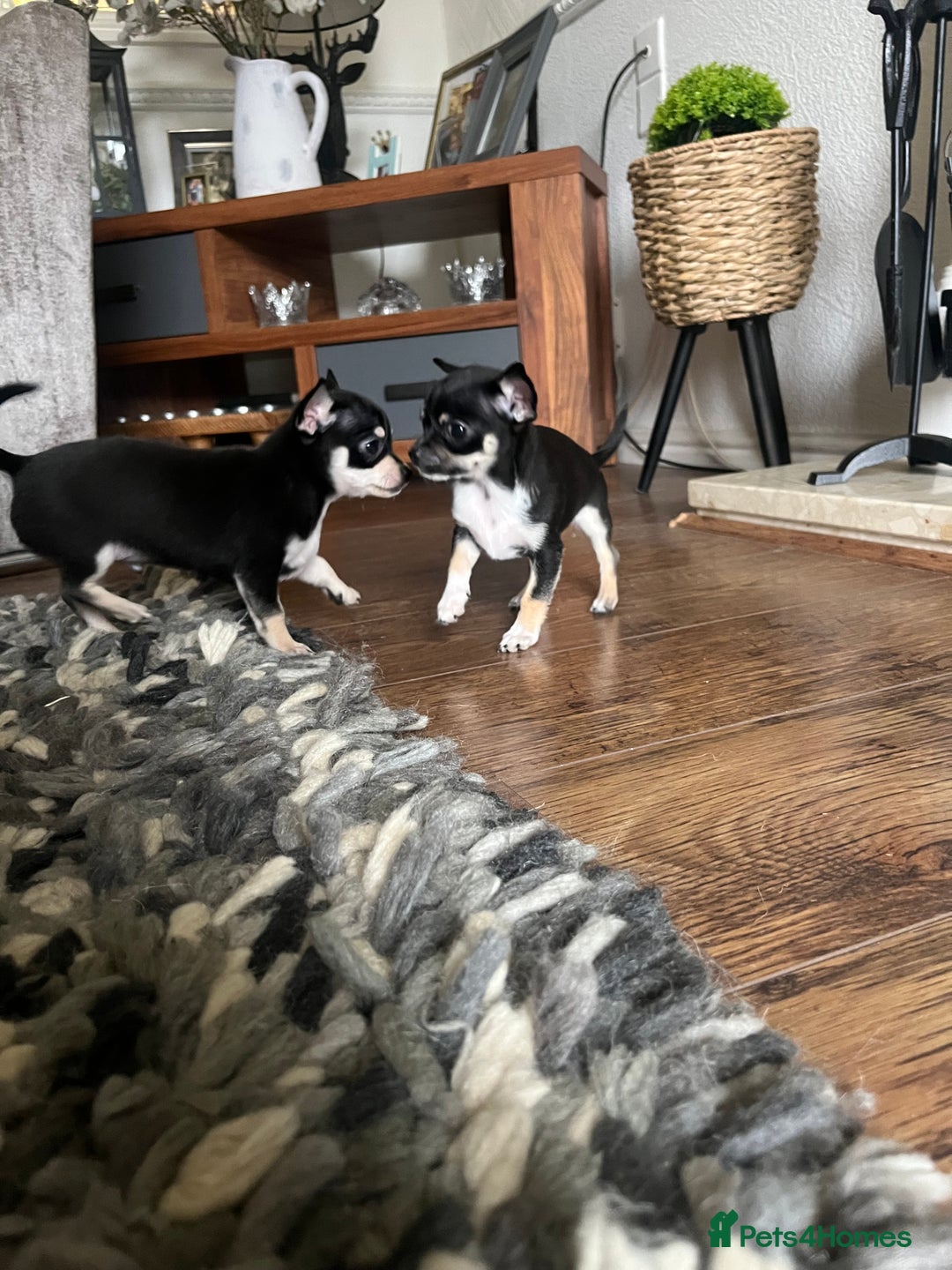 Chihuahua dogs for sale: Tiny ** chihuahua puppies  - Image 7