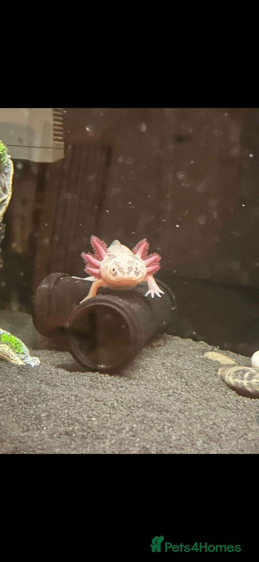 Axolotl reptiles for sale: 16 Leucistic Axolotl's for sale  - Advert 2