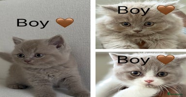 British Shorthair cats - Advert 2