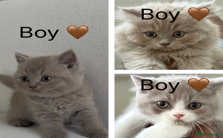 British Shorthair cats - Advert 5