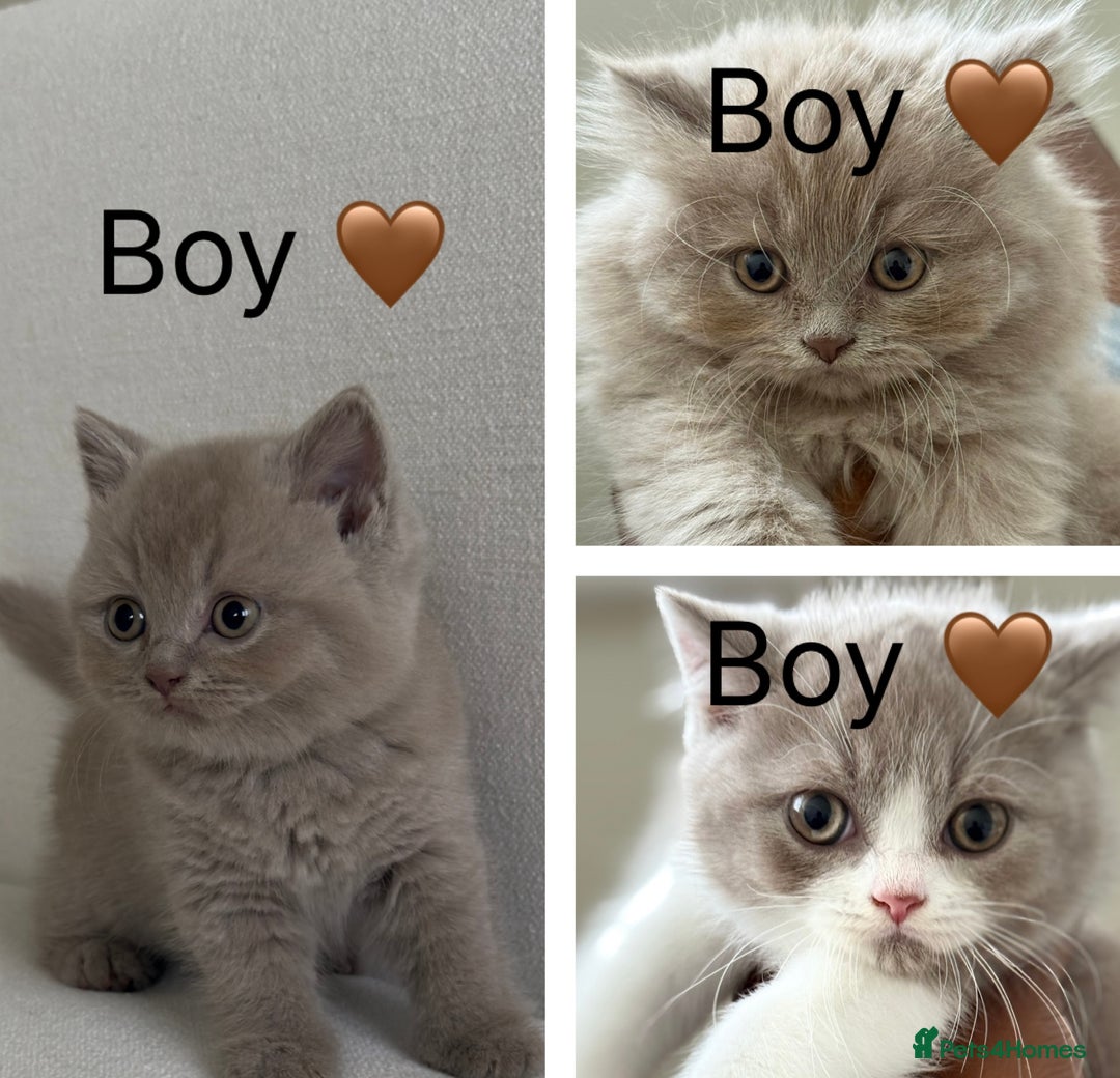 British Shorthair cats for sale: British shorthair/British longhair kittens 🐾  - Image 1