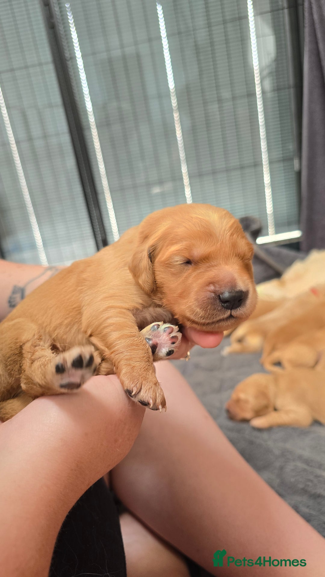 Golden Retriever dogs for sale: 9 Golden Retriever Pups, AKA fluffy bundles of joy - Image 17