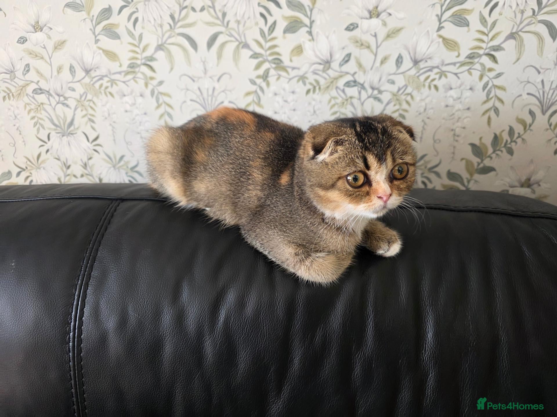 Scottish Fold cats Lovely Scottish fold female  - Advert 9