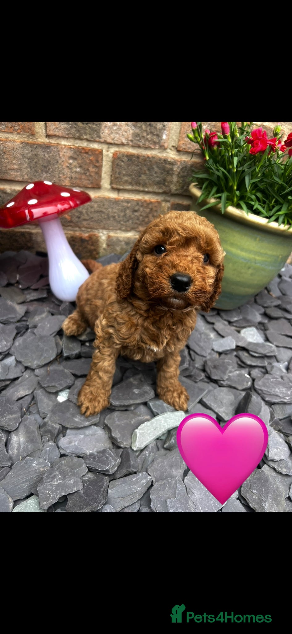 Cockapoo dogs F1b cockerpoos for sale - Advert 1