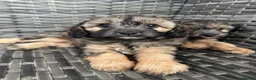 Cavapoo dogs for sale: Amazing coloured fi cavapoo health tested parents  - Advert 6