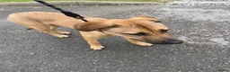 Mixed Breed dogs for sale: Beautiful 10 month old mixed breed female- Sasha  - Advert 6