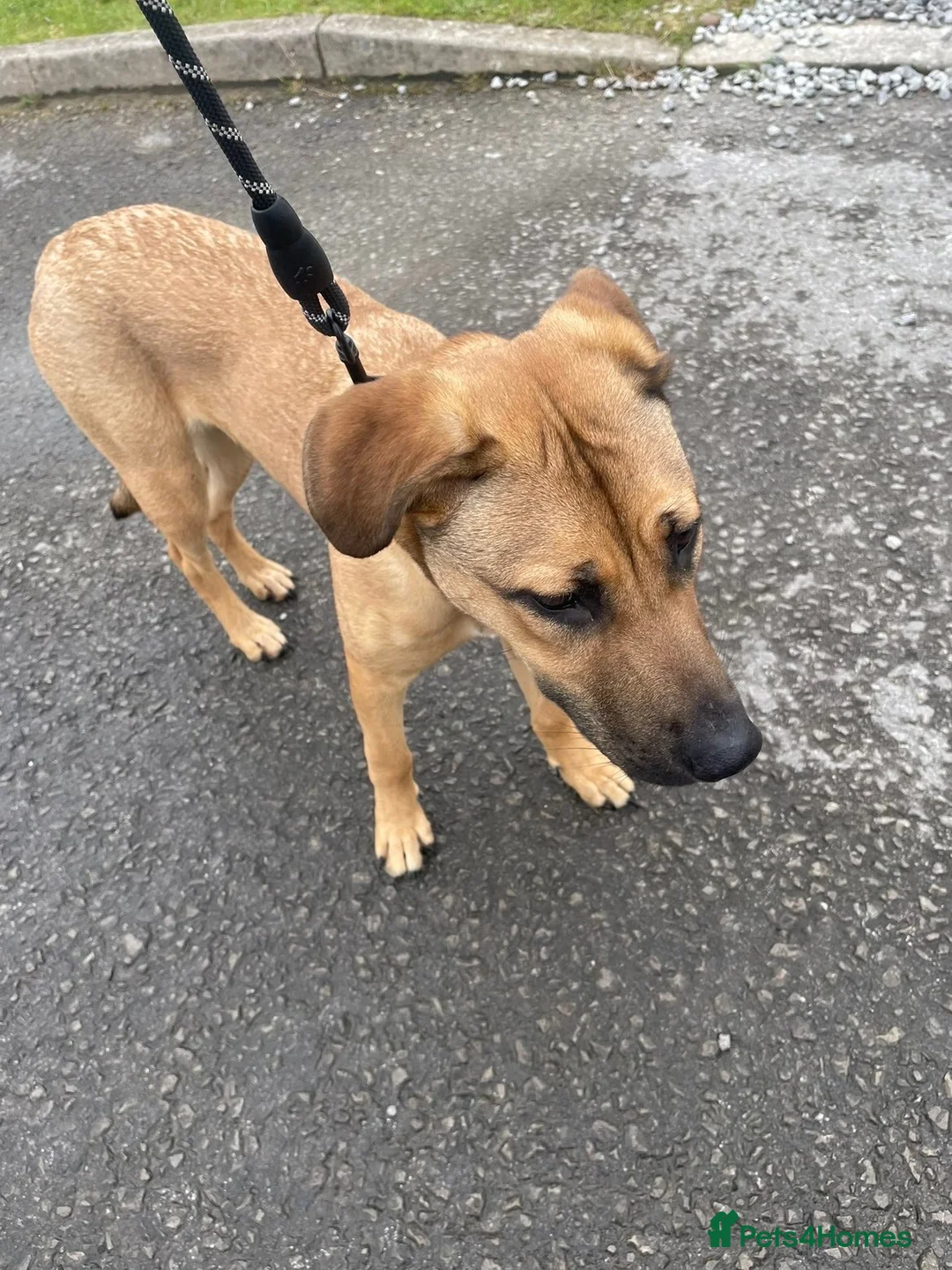 Mixed Breed dogs for sale: Beautiful 10 month old mixed breed female- Sasha  - Advert 6