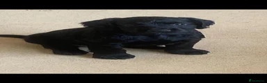 Cocker Spaniel 1