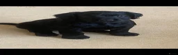 Cocker Spaniel dogs for sale: Quality Pupies - Advert 3