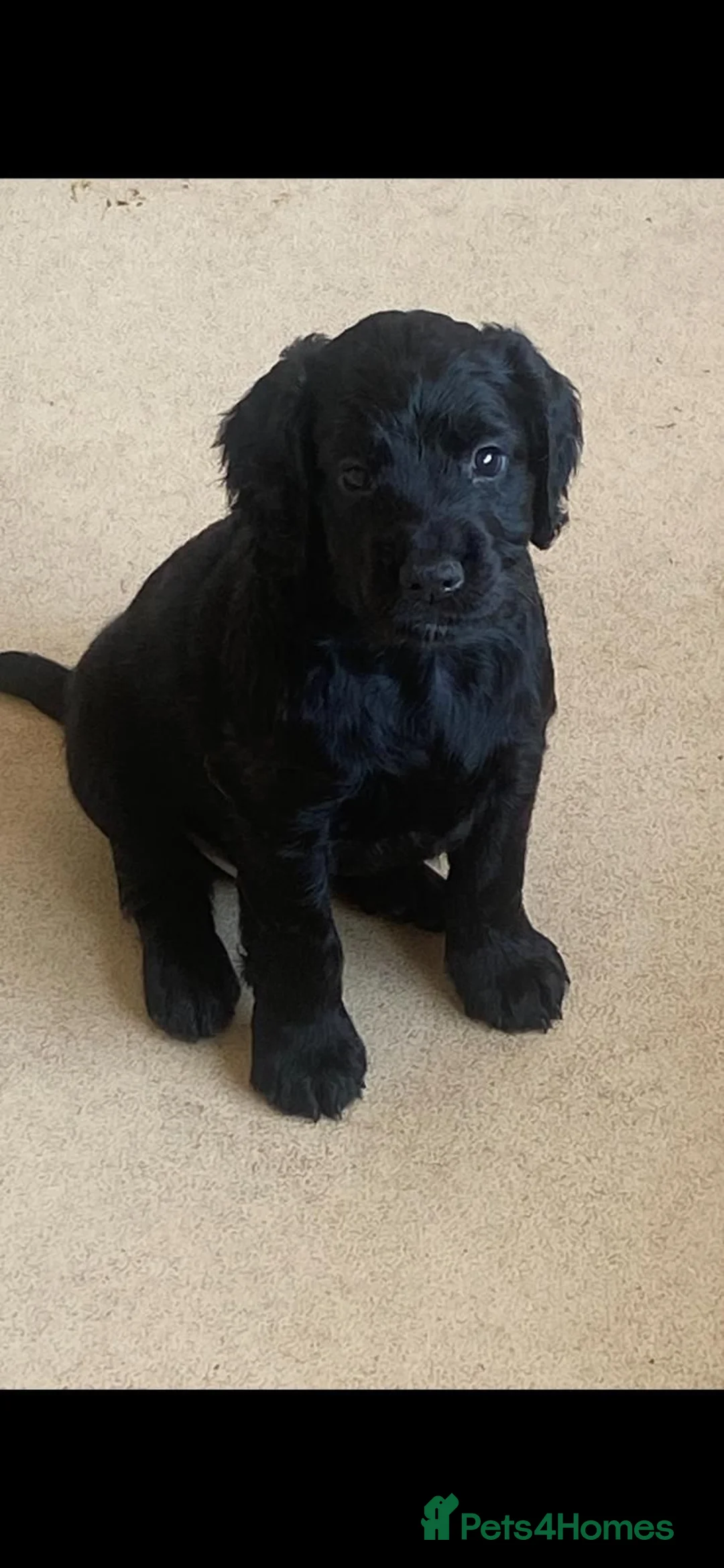 Cocker Spaniel dogs for sale: Quality Pupies - Advert 3