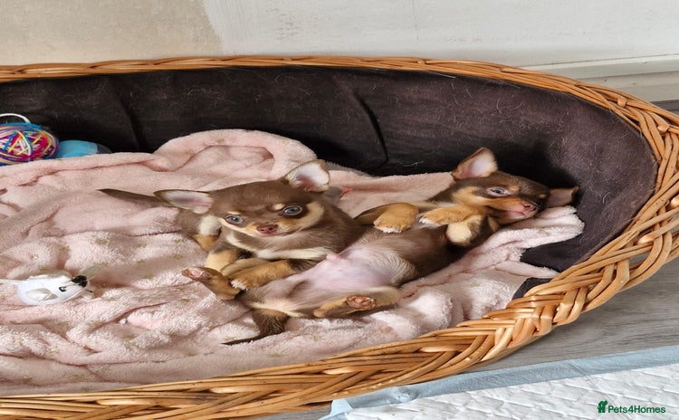 Chihuahua dogs - Advert 1