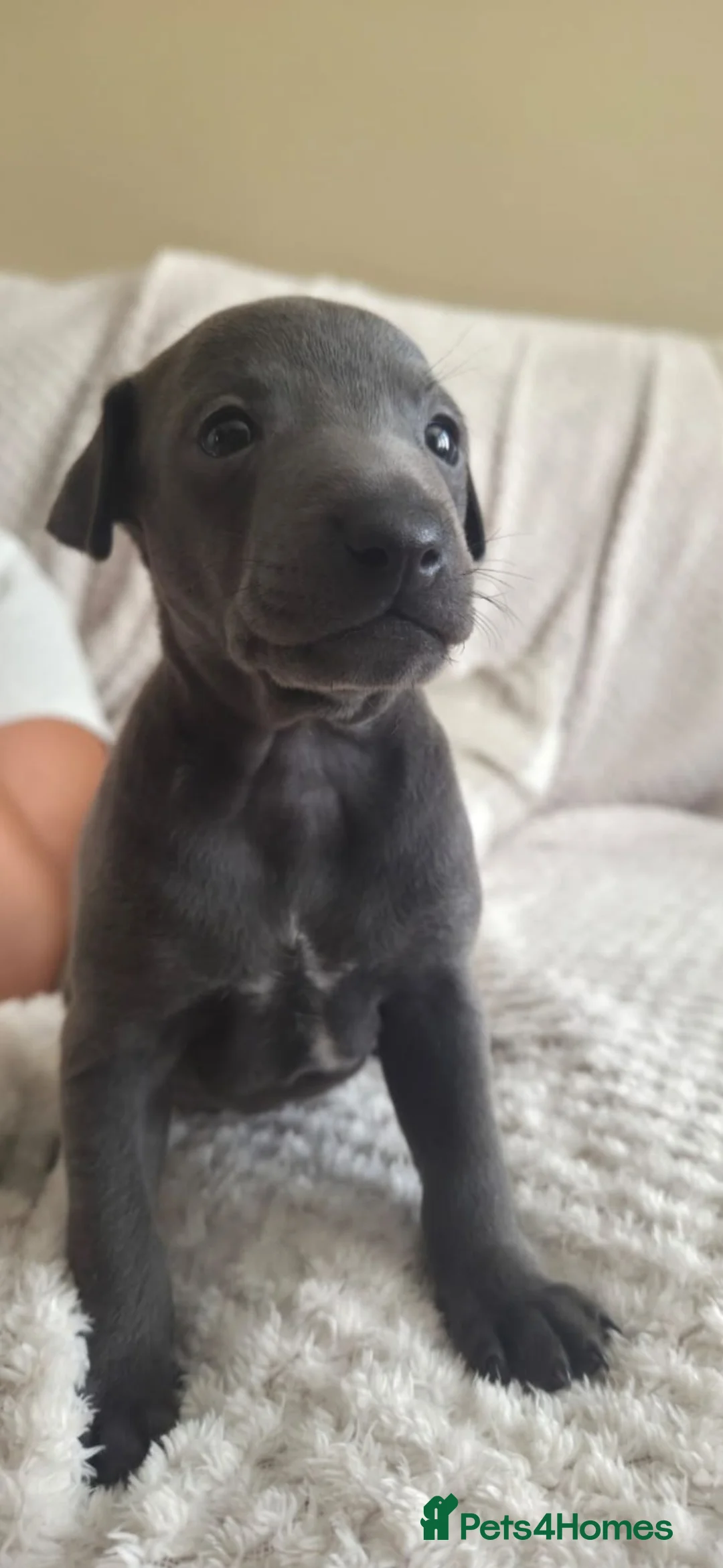 Italian Greyhound dogs for sale: Blue Italian greyhound - Advert 2