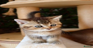 Scottish Fold cats - Advert 1