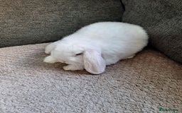 Mini Lop rabbits for sale: mini lop rabbits for sale  .. - Image 2