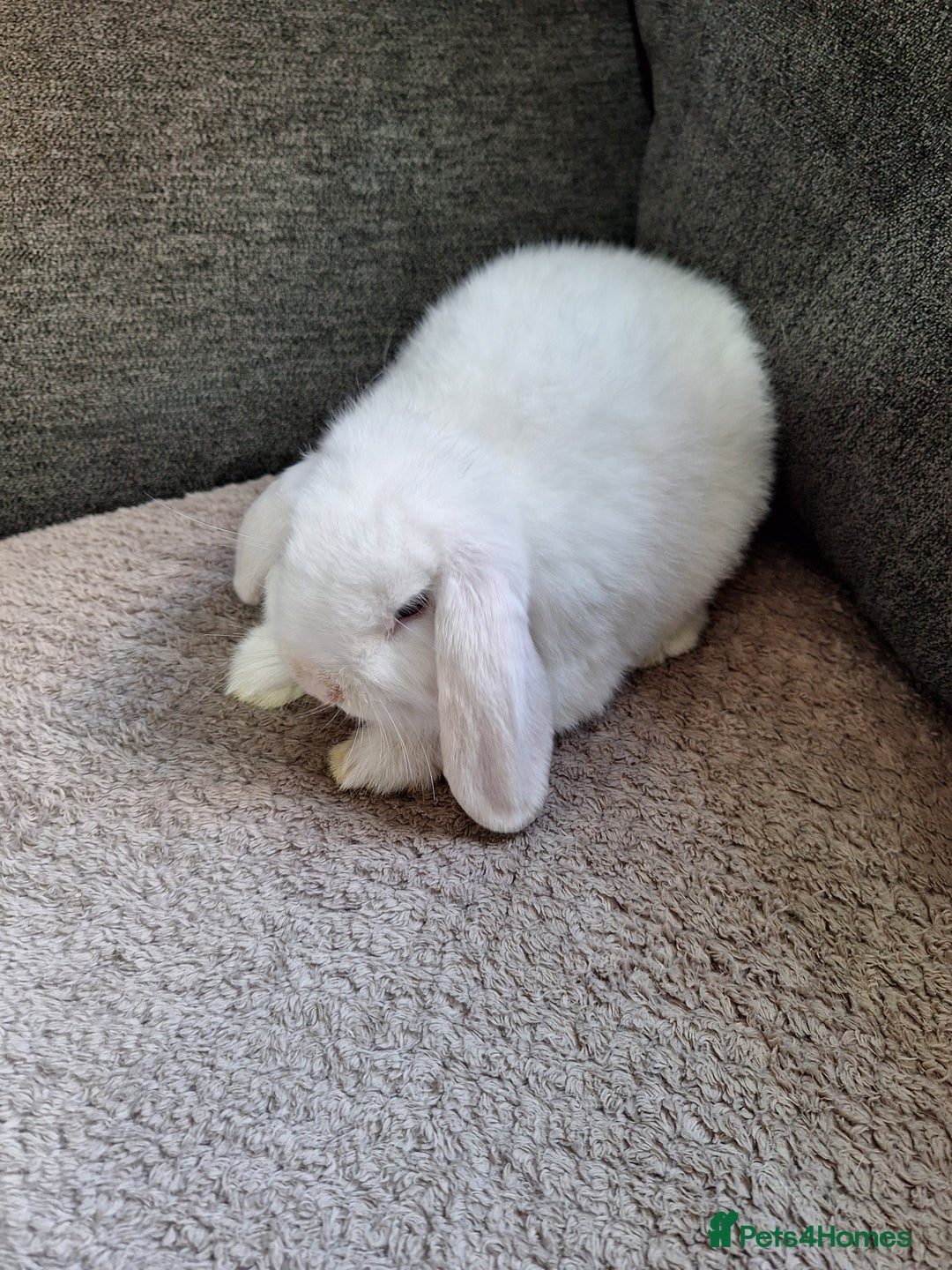 Mini Lop rabbits for sale: mini lop rabbits for sale  .. - Image 2