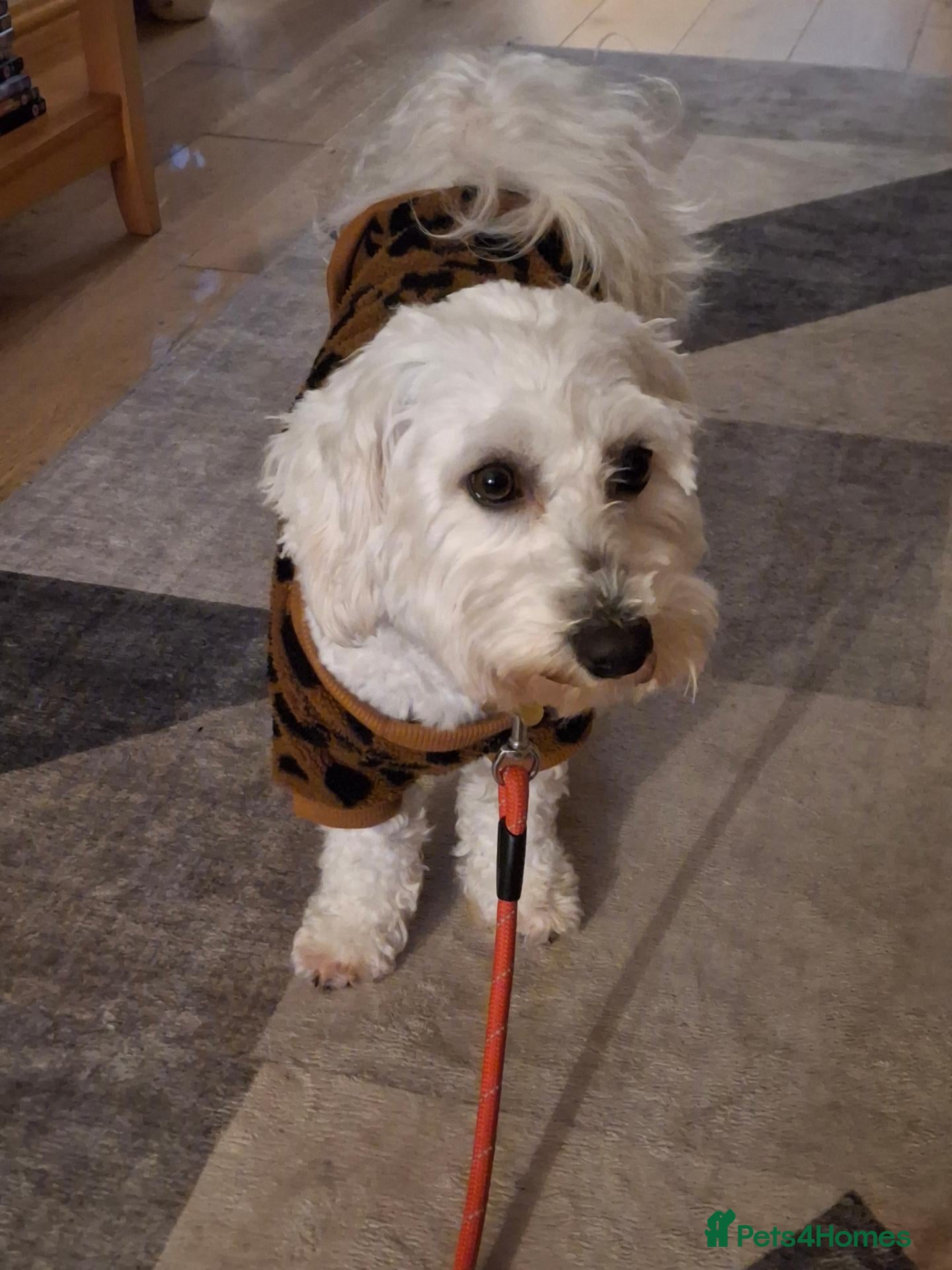 Cavachon dogs Loving , affectionate. Playful , intelligent  - Advert 1